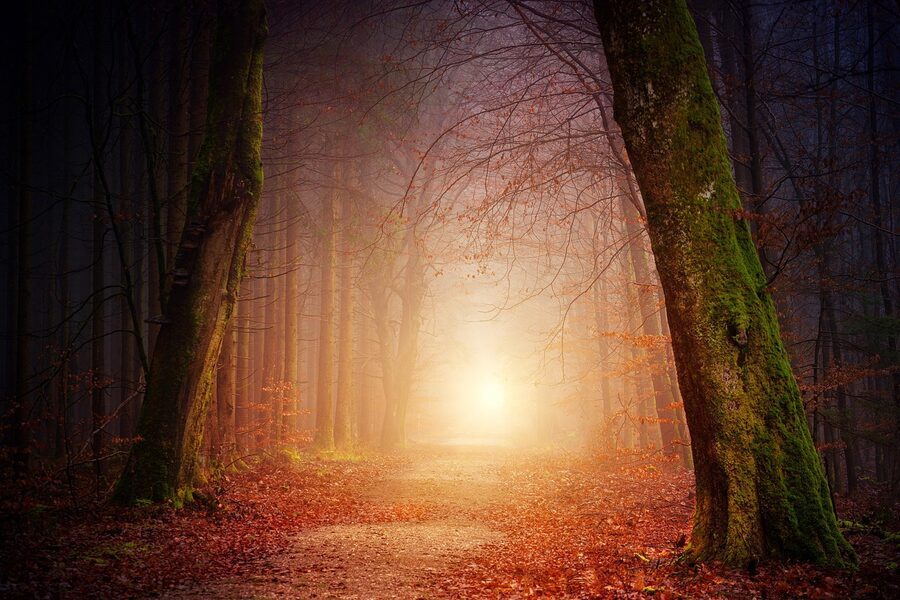 Autumn forest light through fog with golden trees