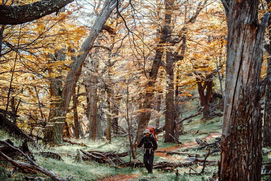 A solitary hiker walks through a colourful autumn forest trail in El Chalten, Argentina