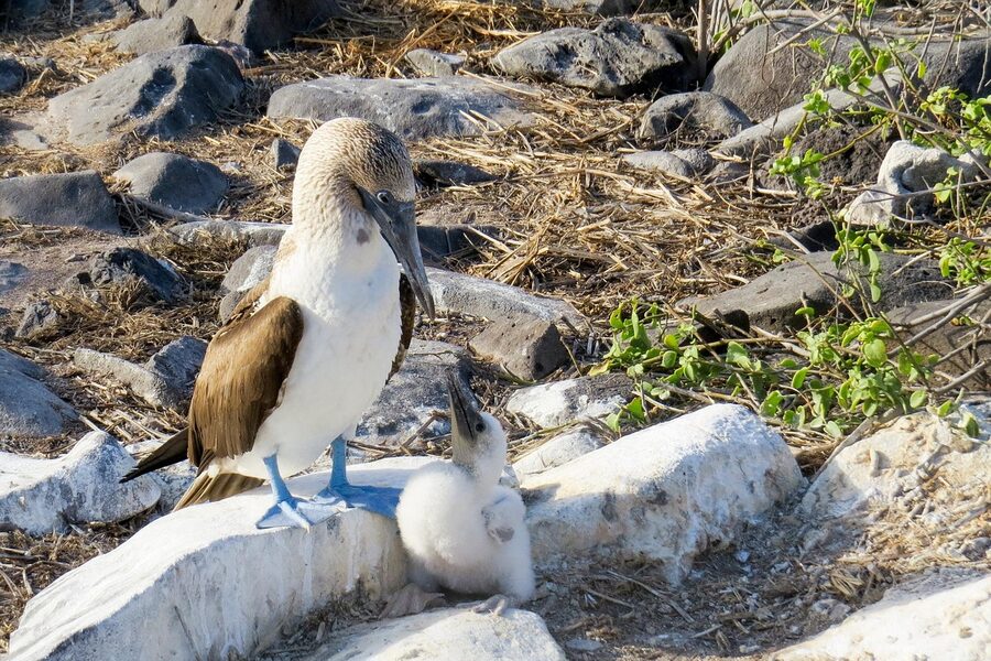 A blue-footed booby in the wild on the Galapagos Islands