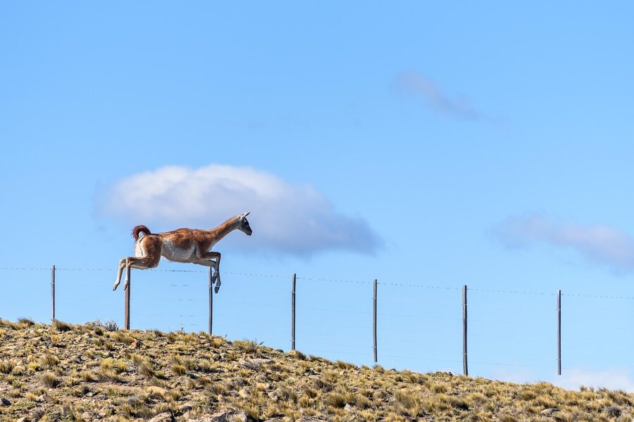 A guanaco standing next to a fence in the Patagonian landscape