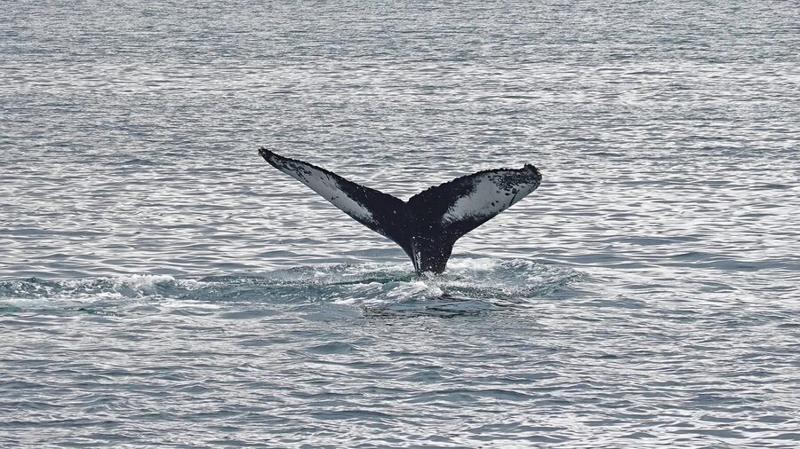 A humpback whale surfacing off the Icelandic coast