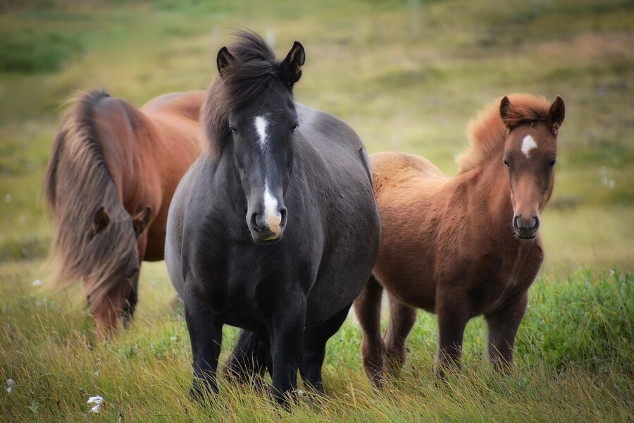 A flock of Icelandic horses including a foal in a green pasture