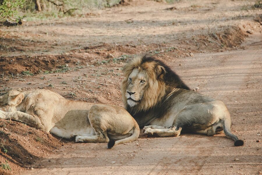 A pair of lions resting on a dirt road during a South African safari
