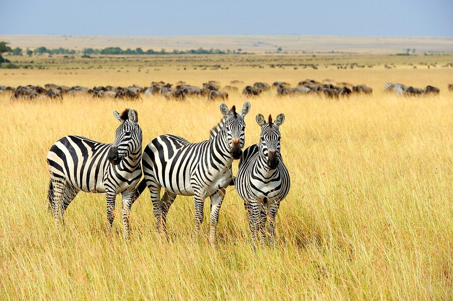 Three zebras grazing in the Masai Mara National Park, Kenya