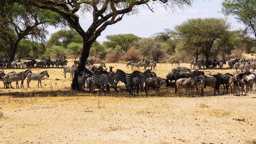A herd of wildebeest moving across the Serengeti during the great migration in Tanzania